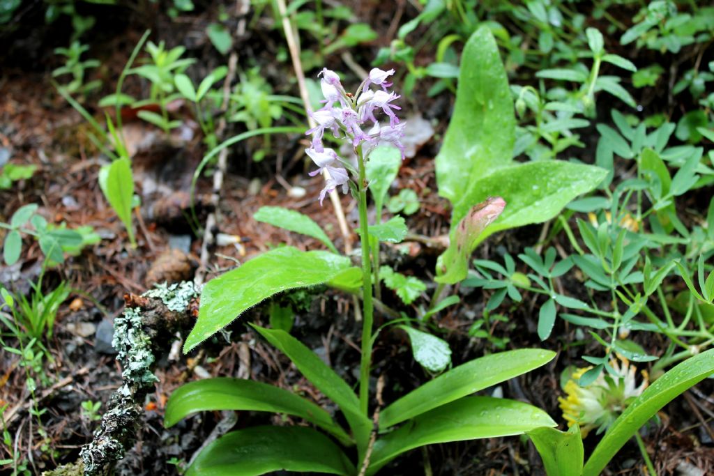 Orchis militaris